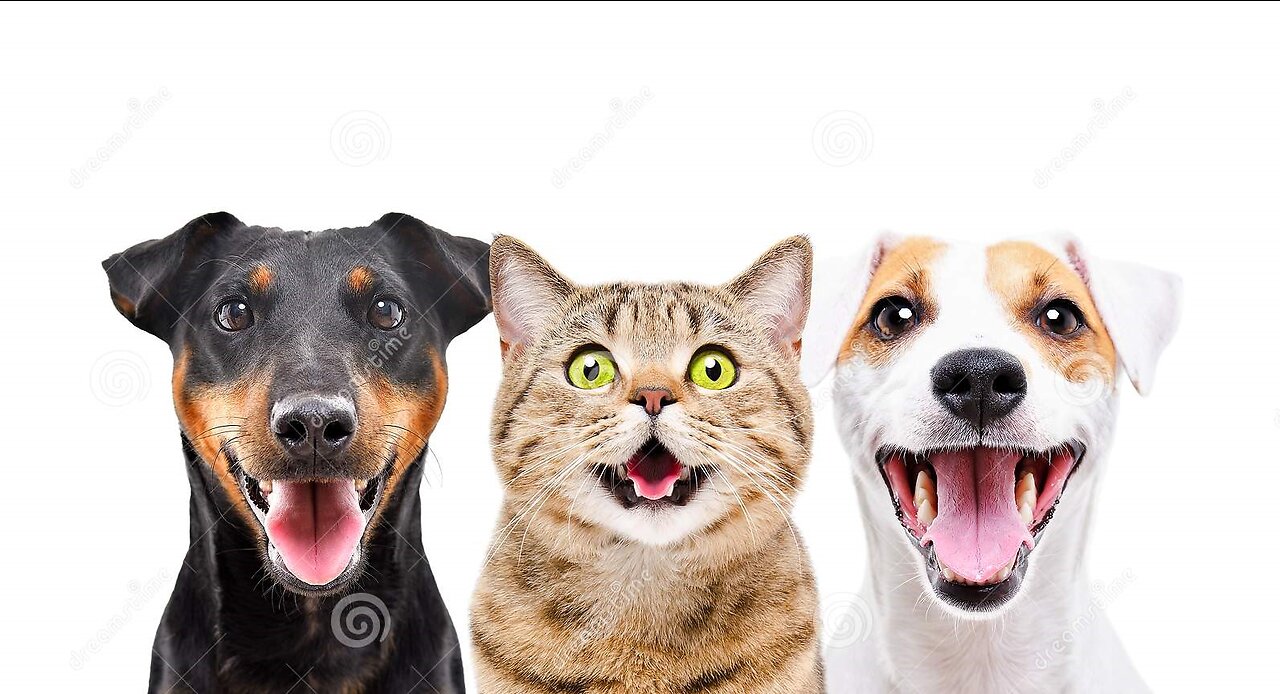 Best Funny Animal Videos Of The 2023 - Funniest Cats And Dogs Videos 😍