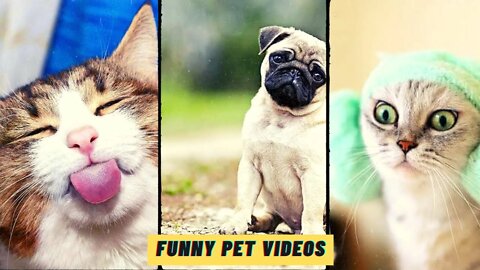 Funniest Videos for Pets to Watch Compilation | Funny Pet Videos