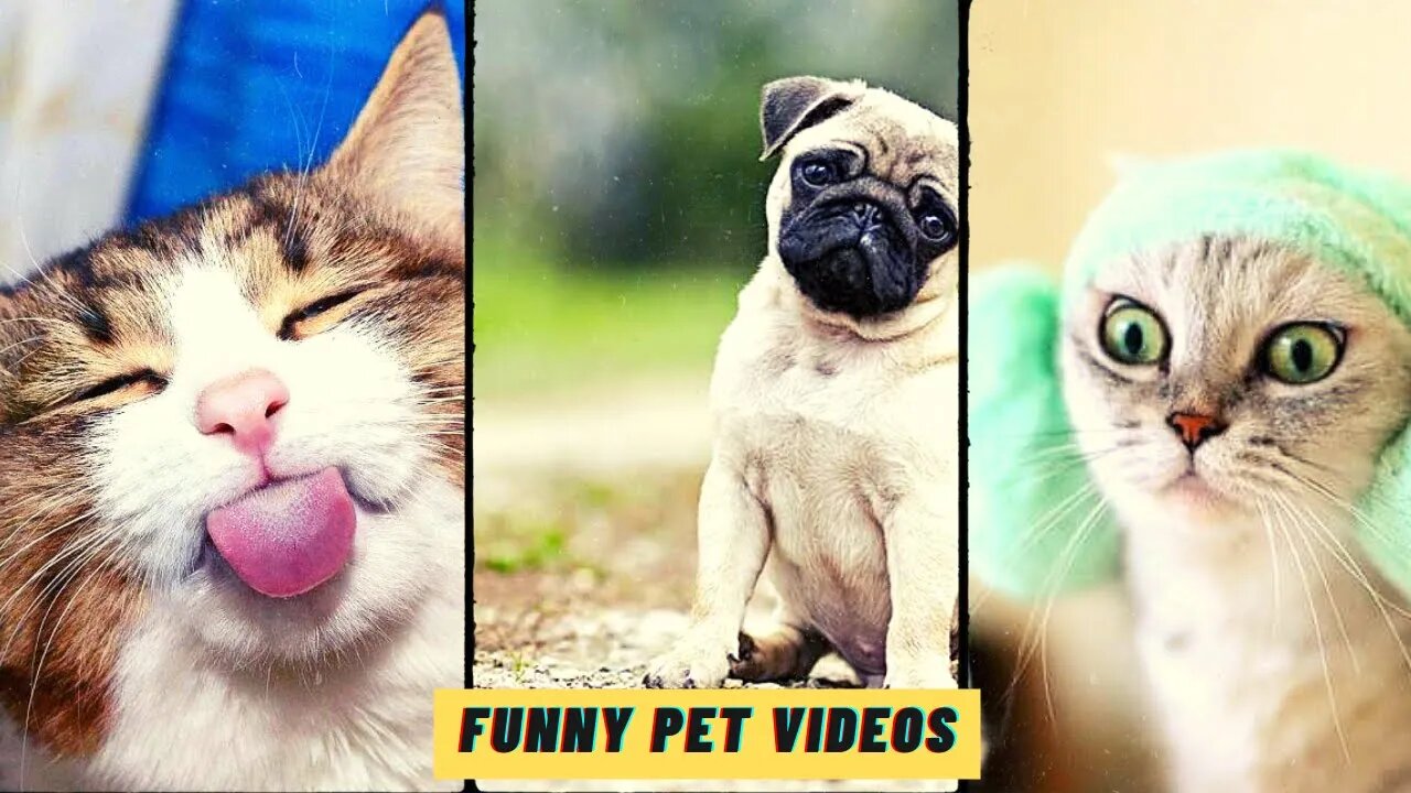 Funniest Videos for Pets to Watch Compilation | Funny Pet Videos