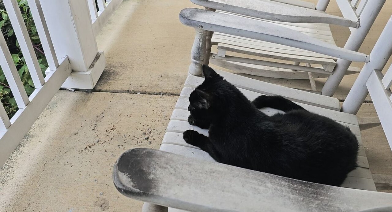 Porch Cat Space Jam