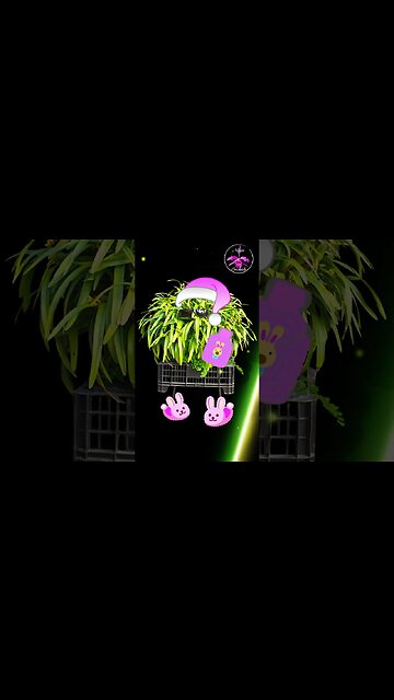 🎩 🌹Puttin' on the RITZ ❤️& MORE! 🏖️🏝️#ninjaorchids #shorts