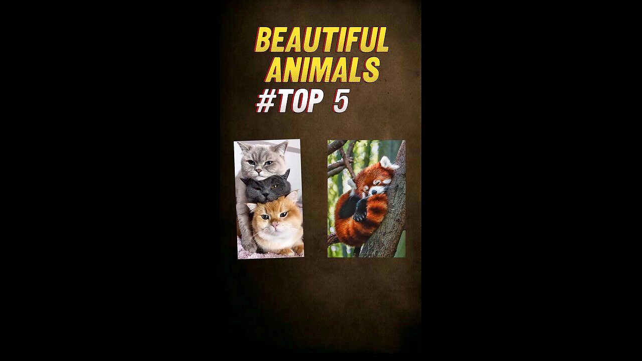 Top 5 beautiful animals in the world