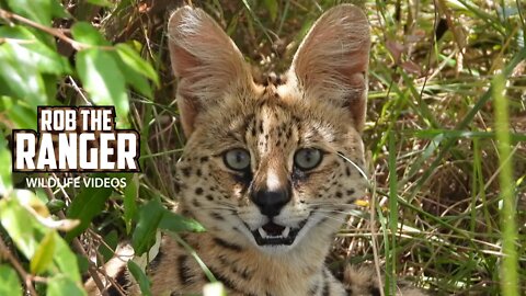 Relaxed Serval | Maasai Mara Safari | Zebra Plains