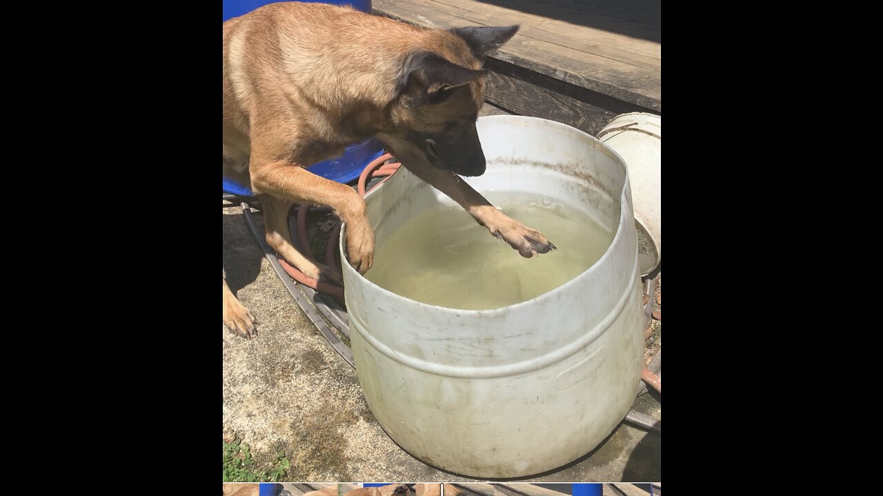 Dog tries to catch minnows