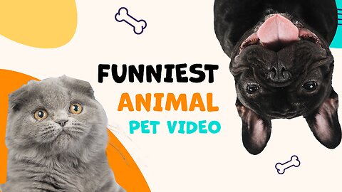 FUNNIEST ANIMAL PET VIDEO COMPILATION