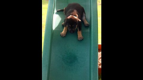 Puppy slip down
