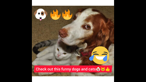Best funny animals videos 2022, best dogs and cats funny videos.🤡🤡