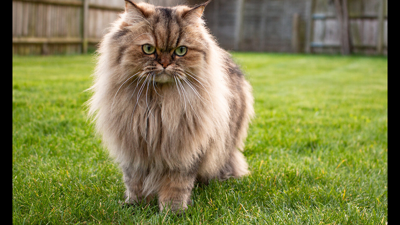 "Graceful Elegance: A Beautiful Cat Dancing with Agility"