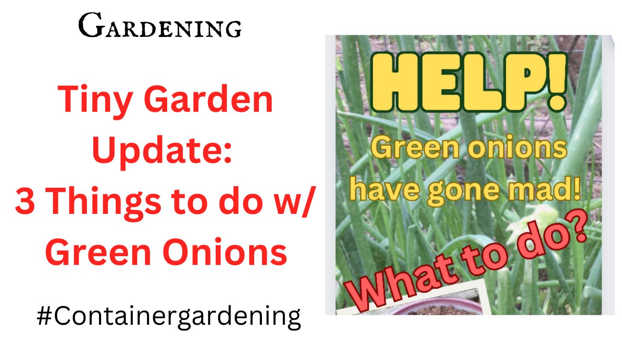 Tiny Garden Update: 3 Things to do with All Your Free, Organic Green Onions