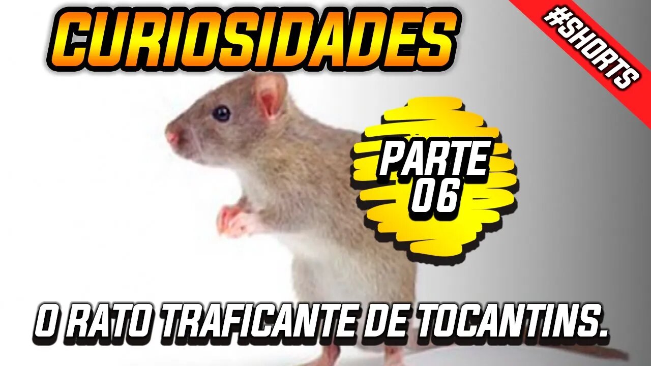 O Rato traficante de Tocantins #shorts #curiosidades #rato #traficante #fatosreais #viral #presidio