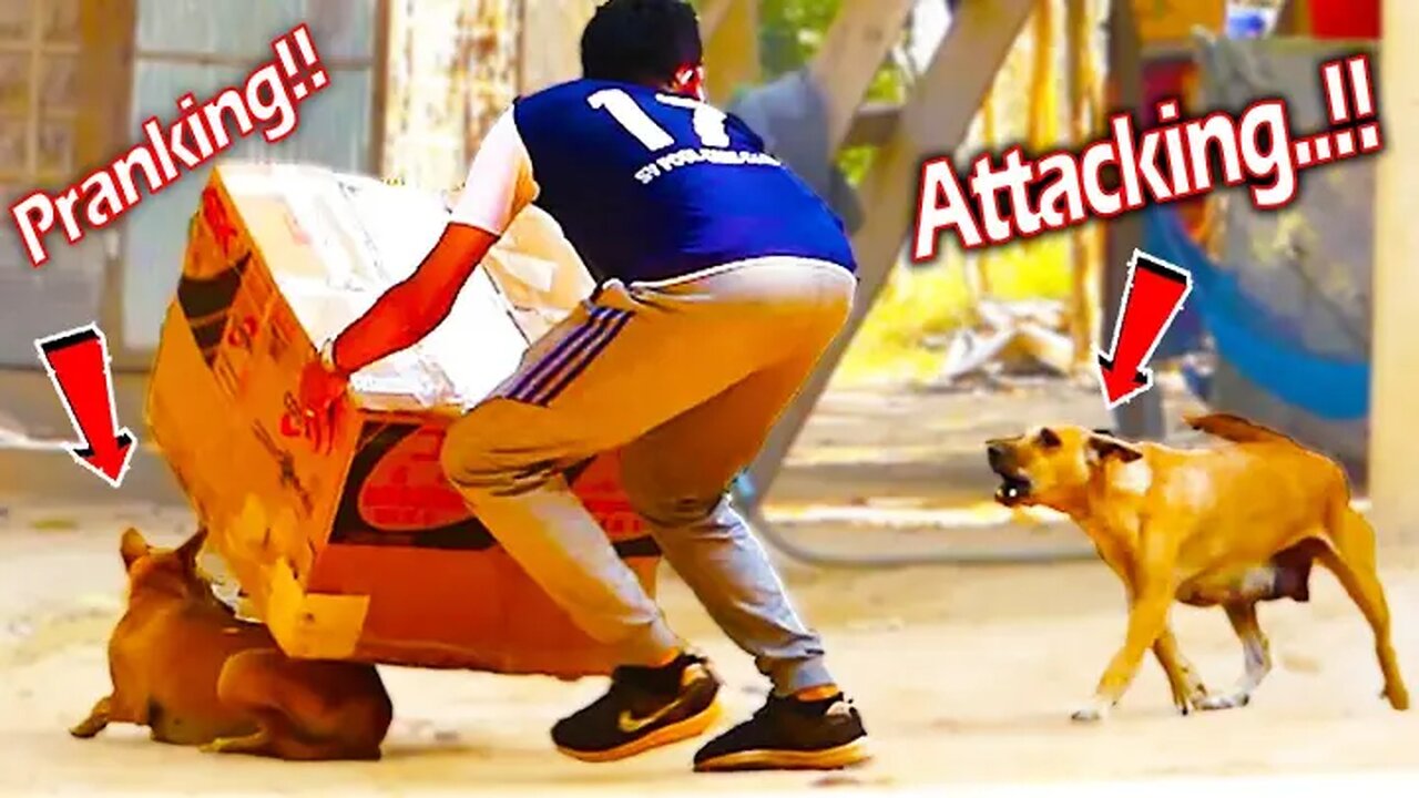 Troll Prank Dog Funny & fake Lion and Fake Tiger Prank To dog & Huge Box Prank to dog