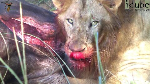 Male Lions Have A Cape Buffalo For Breakfast