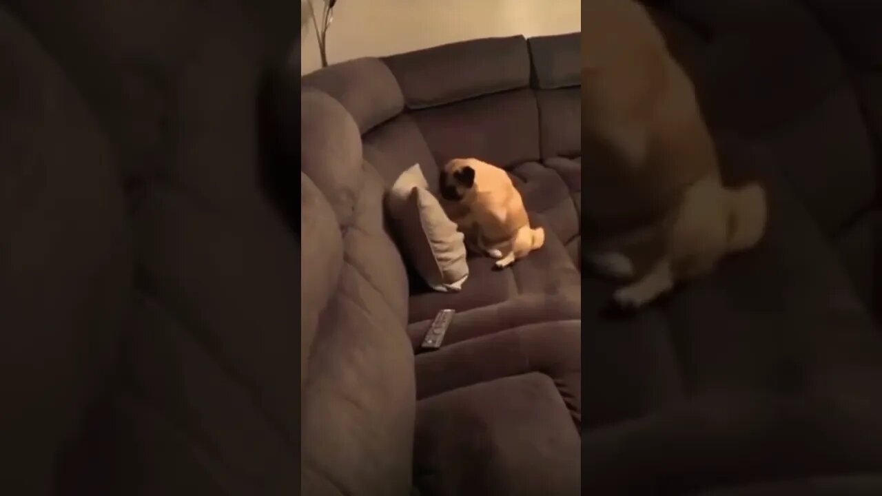 Dangerous Dogo 🥺❤️ please get this viral | #viral | #funnydogs | #trending | #shorts