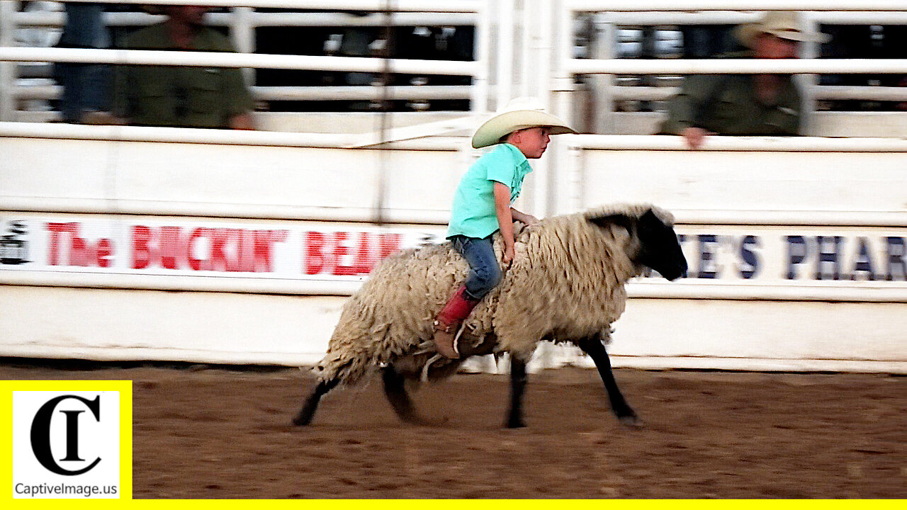 Mutton Bustin' 🦙 2022 Saint's Roost Ranch Rodeo | Friday