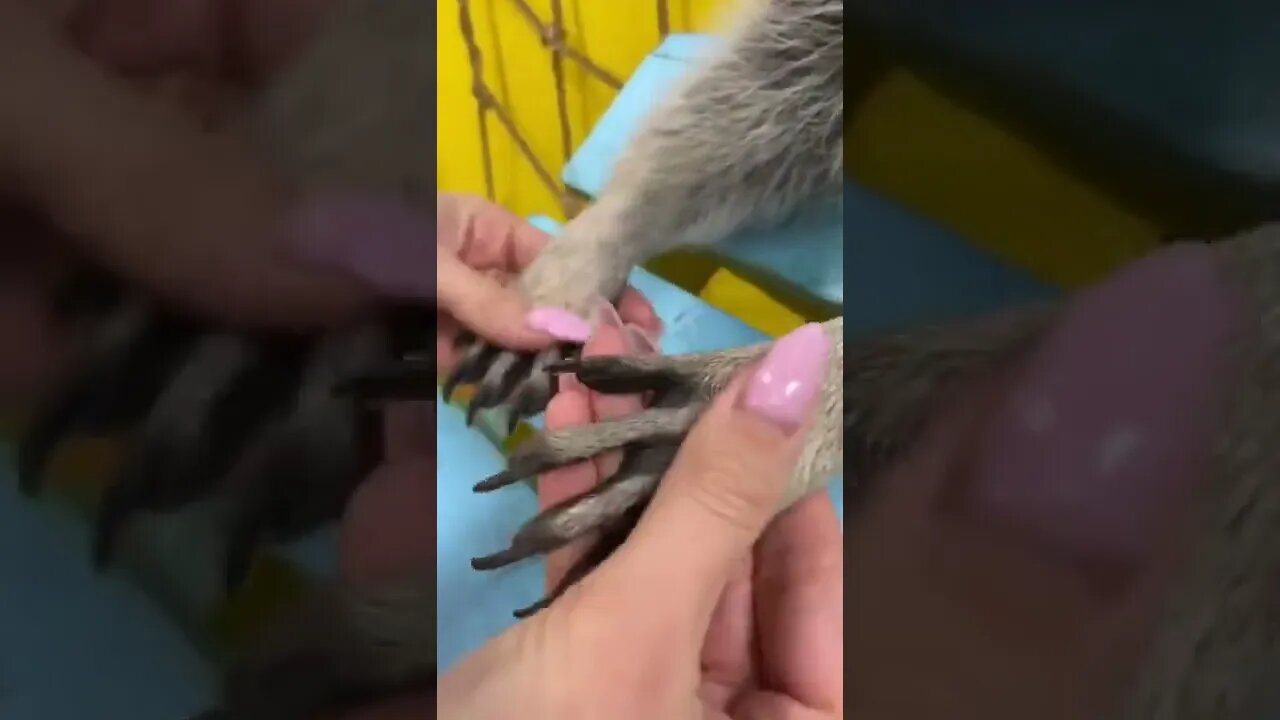 #shorts Смешные Еноты Из Тик Ток 59 Funny Tik Tok Raccoons