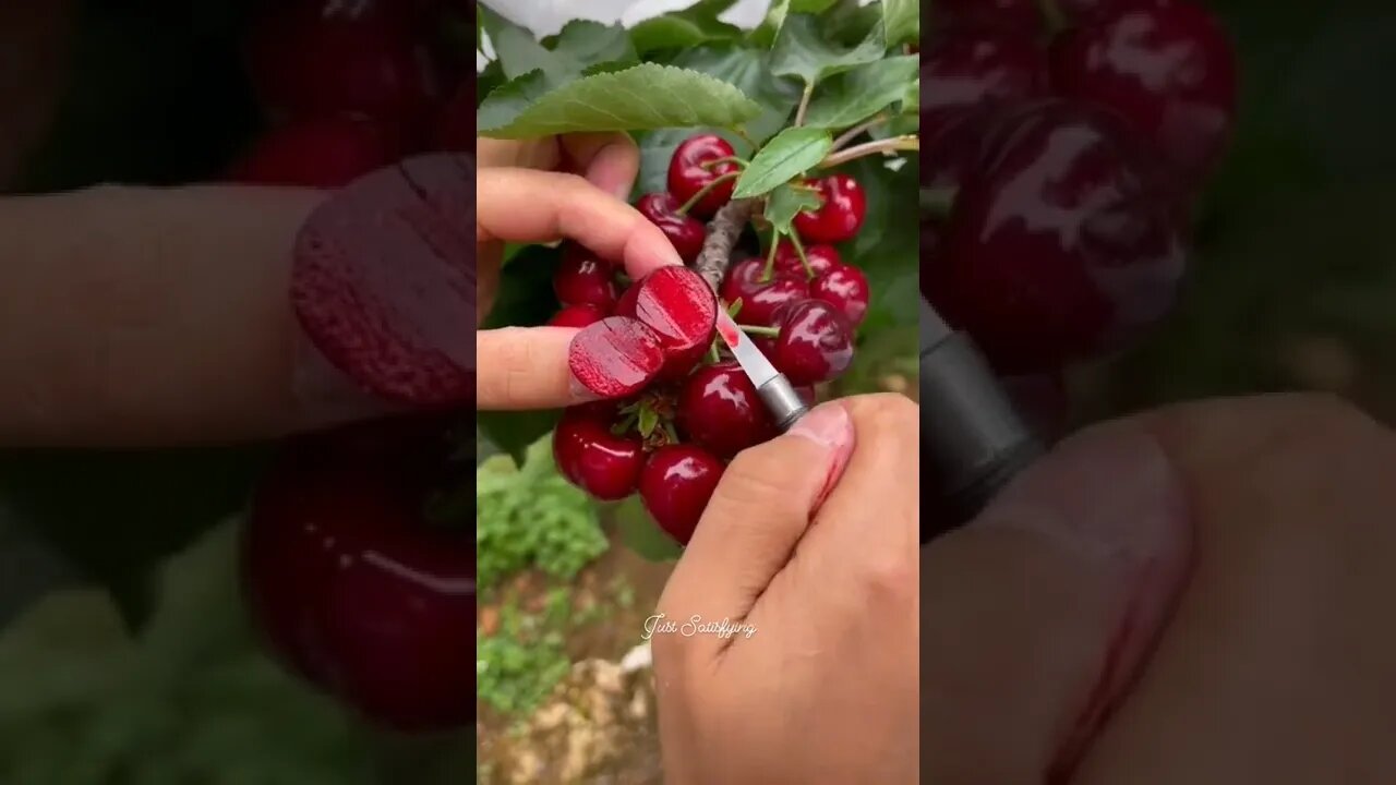 ek tehni me itne sare cherry