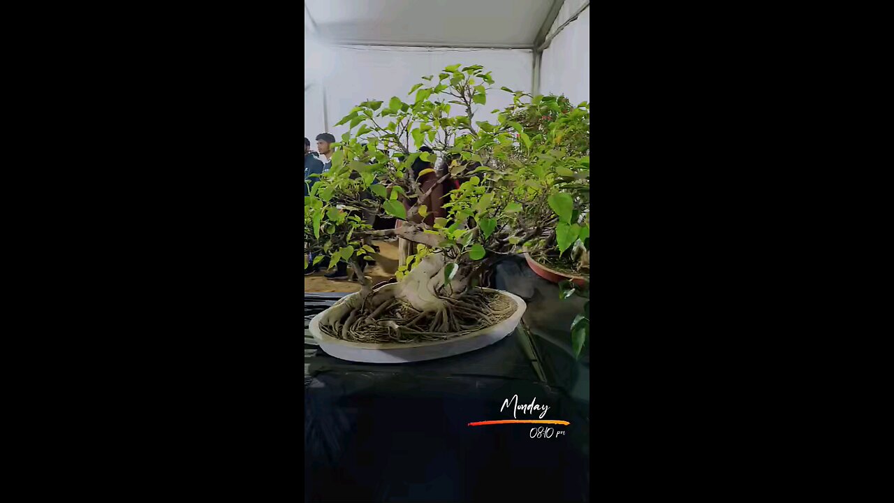 Small plants
