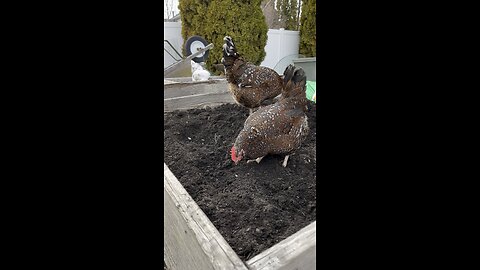 Speckled Sussex and Easter Eggers Finding Goodies While Aerating The Garden