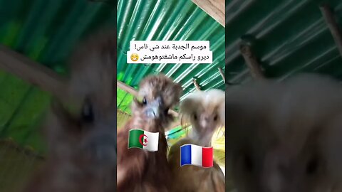 الحب والتقدير والاحترام المتبادل بين الشعبين الشقيقين 🇲🇫♥️🇩🇿