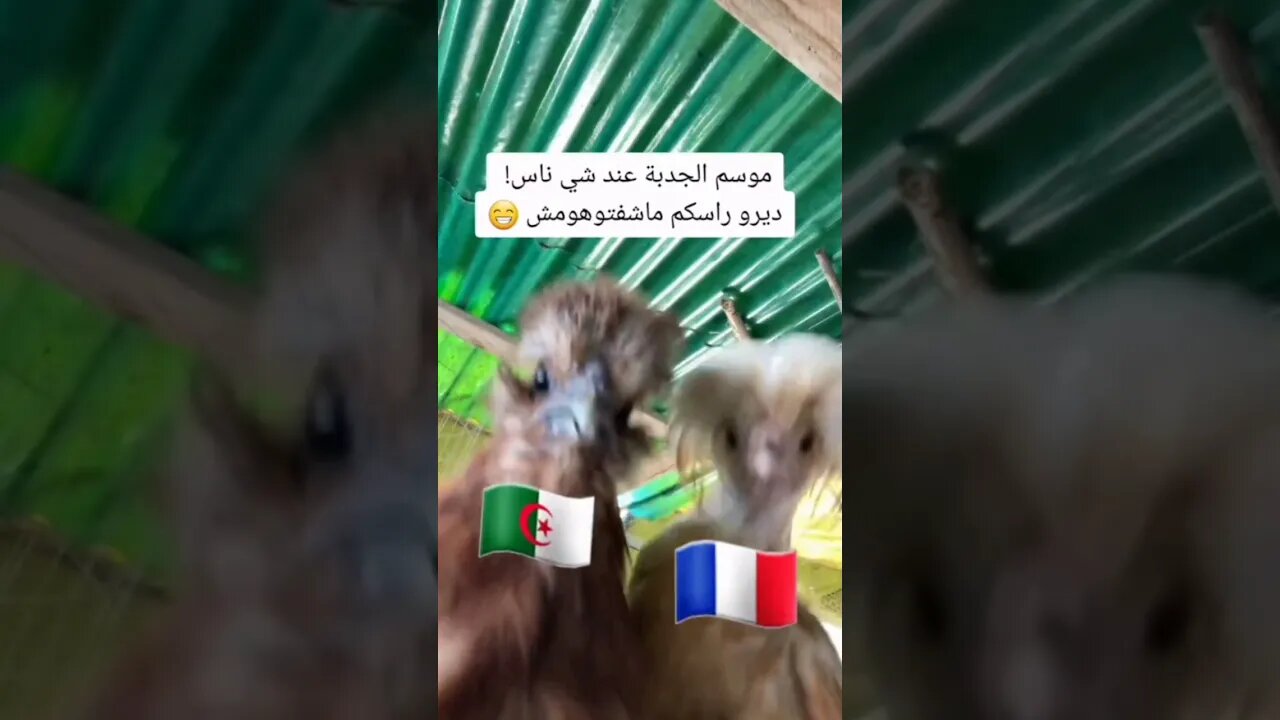 الحب والتقدير والاحترام المتبادل بين الشعبين الشقيقين 🇲🇫♥️🇩🇿