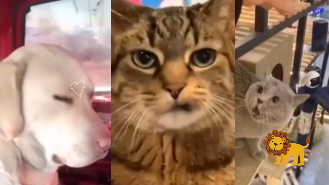 Funny Cats & Dogs Video