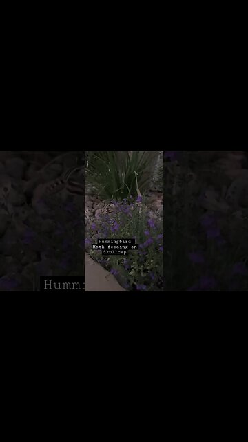 Hummingbird Moth and Skullcap #texasgardening #nativeplants