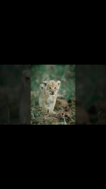 The mighty roar is a work in progress…😏😂🦁 #shorts #shortsfeed #shortvideo #clips