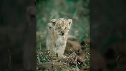 The mighty roar is a work in progress…😏😂🦁 #shorts #shortsfeed #shortvideo #clips