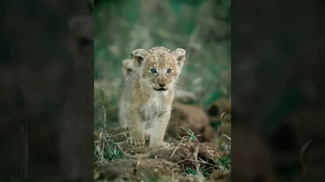 The mighty roar is a work in progress…😏😂🦁 #shorts #shortsfeed #shortvideo #clips