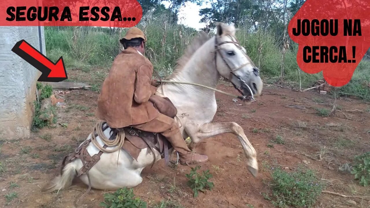 CAVALO JOGA VAQUEIRO PO NA CERCA