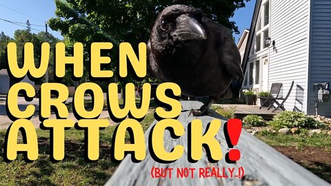 A Crow attacks my GoPro