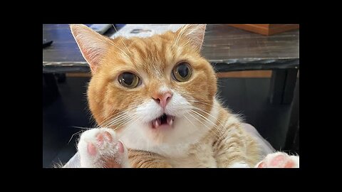 😻😹 Hilarious Cat Antics: Compilation №18