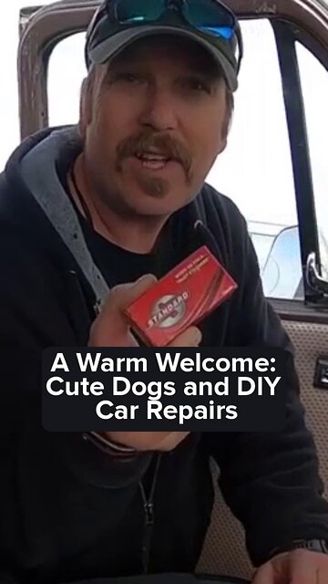 A Warm Welcome Cute Dogs