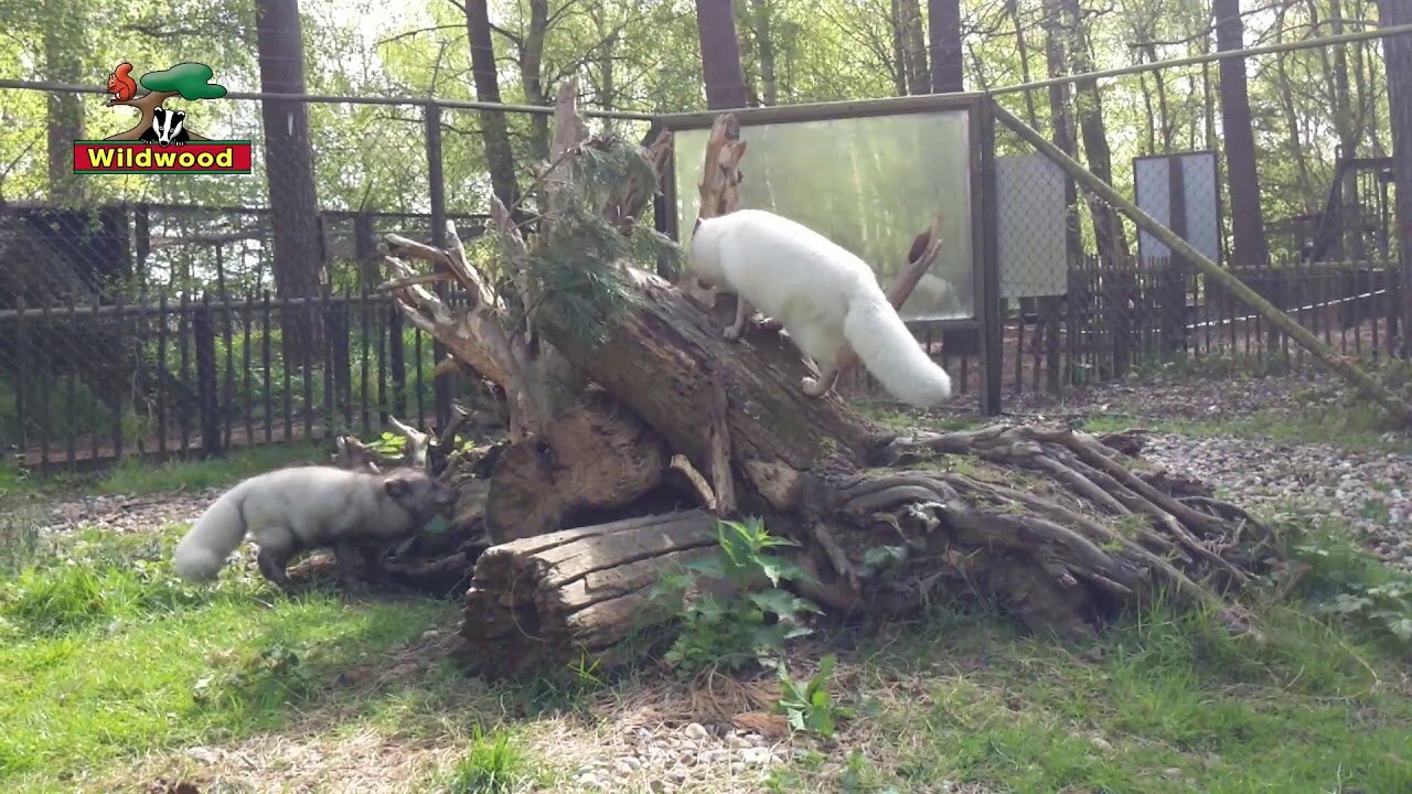 Arctic foxes search for food