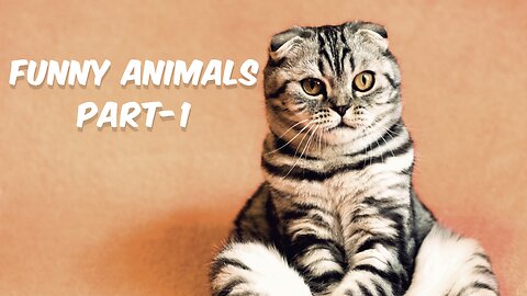 Funny animals part-1