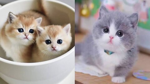 Baby Cats: A Collection of Cute and Funny Cat Videos