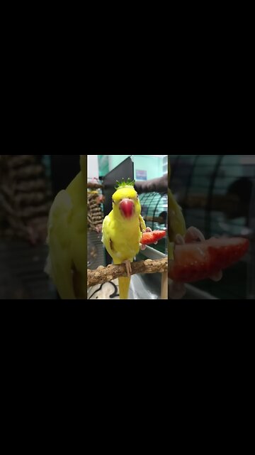 ❣️ perot ❣️ best