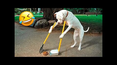 Funny Dogs And Cats Videos 2022 😅👌 - Best Animal Videos Of The Month 😁 #1