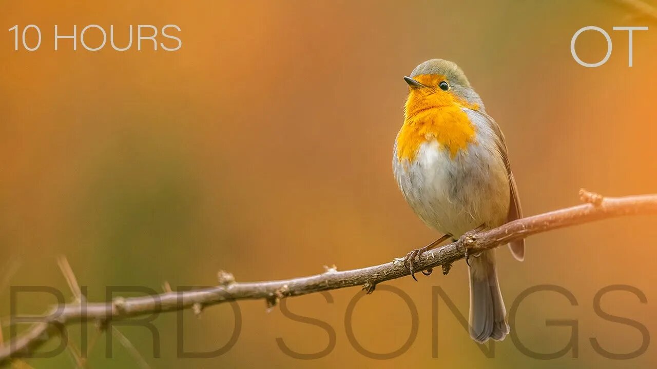 Beautiful bird songs from Sanoma| birds singing in nature for relaxation| studying| sleep| 10 Hours