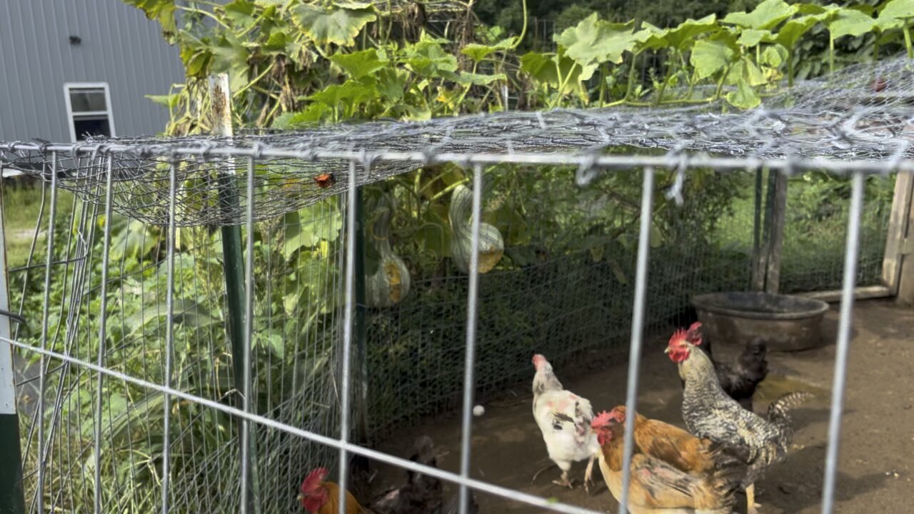 Chickens Been Eating Our Cushaw 🐓 #ChamberlinFamilyFarms #chickens #cushaw #gardening