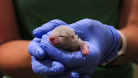 Otter pup born at Denver Zoo