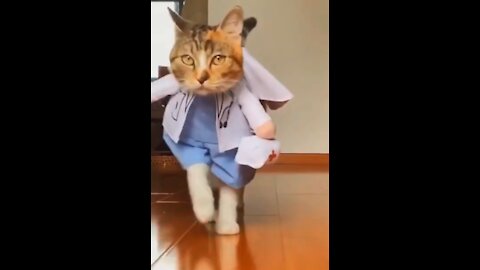 Funny and Cute Pets Videos Compilation