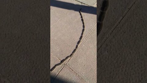 Caterpillar Column - Barcelona Spain