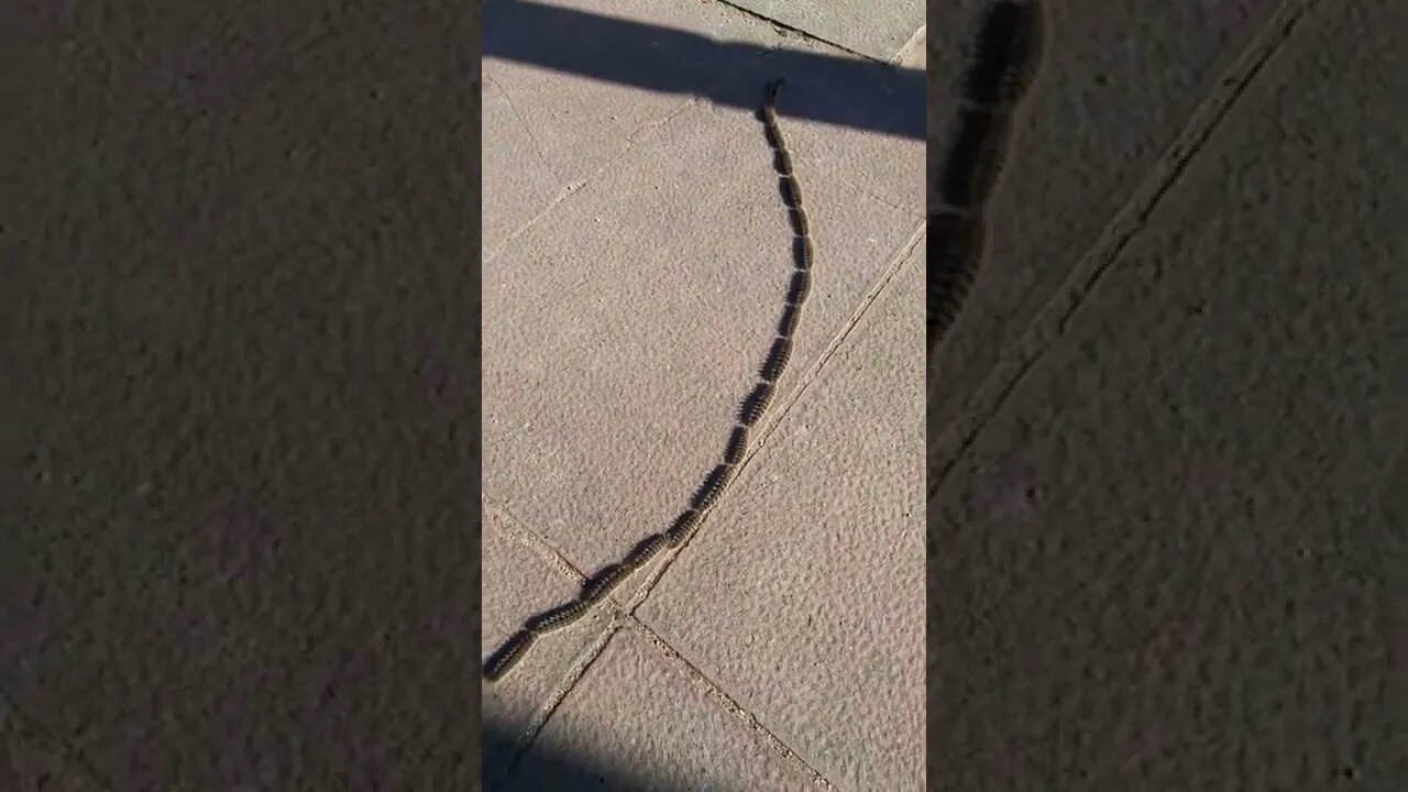 Caterpillar Column - Barcelona Spain