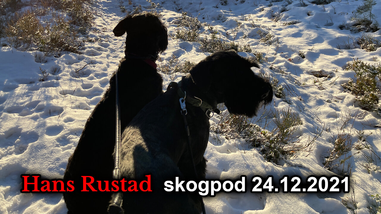 Skogpod 24. desember: Kristen stoisisme