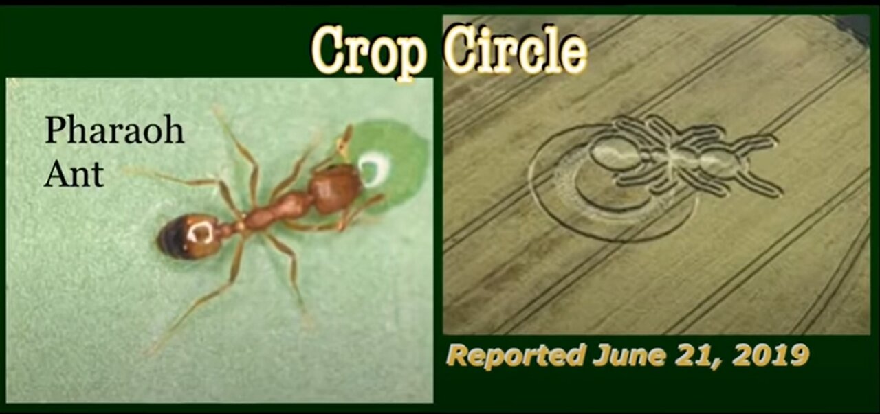 CROP CIRCLES CORONAVIRUS HOPI PROPHECY