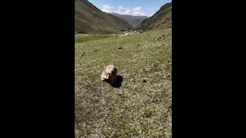 Feeding marmot