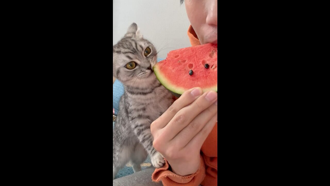 I usually give the cat 200 directly, and let them buy what they want to eat.