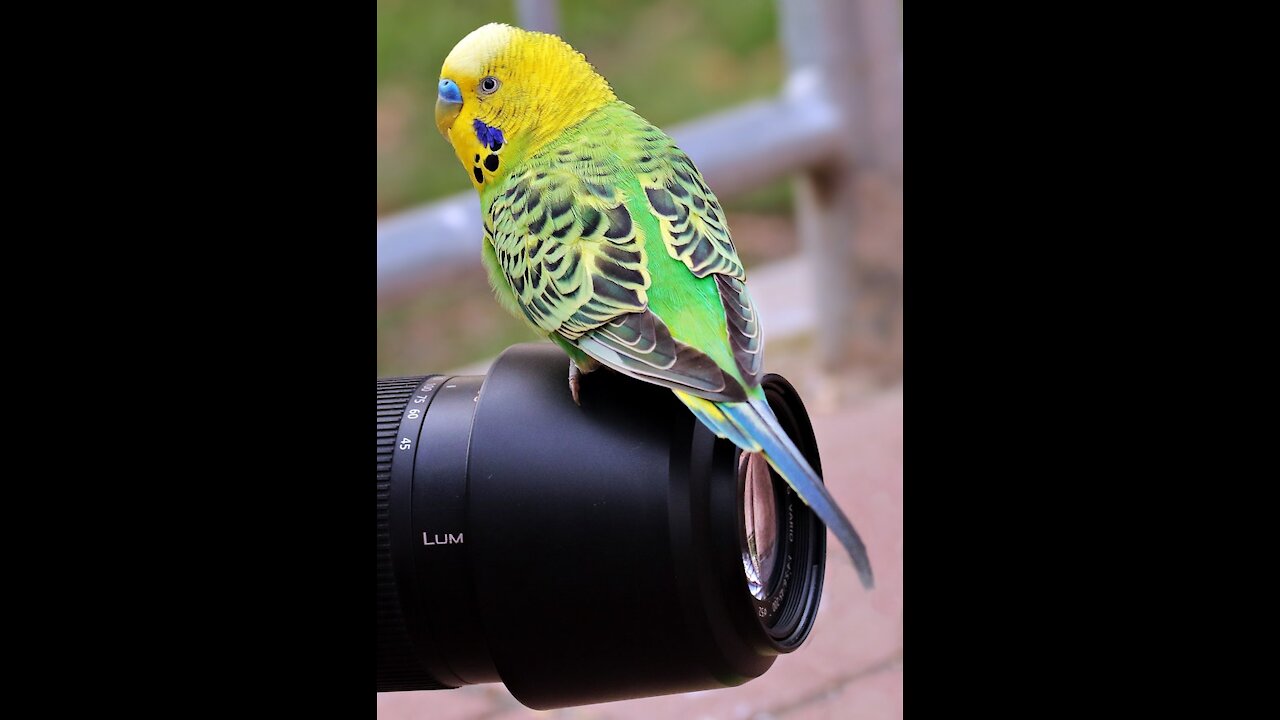 Budgie Perruche