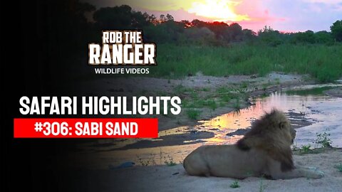 Safari Highlights #306: 12 - 15 November 2014 | Sabi Sand Nature Reserve | Latest Wildlife Sightings